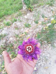 Passiflora quadrangularis