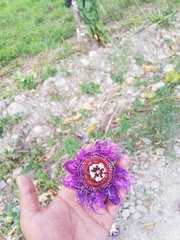 Passiflora quadrangularis