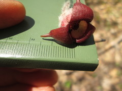 Asarum canadense reflexum