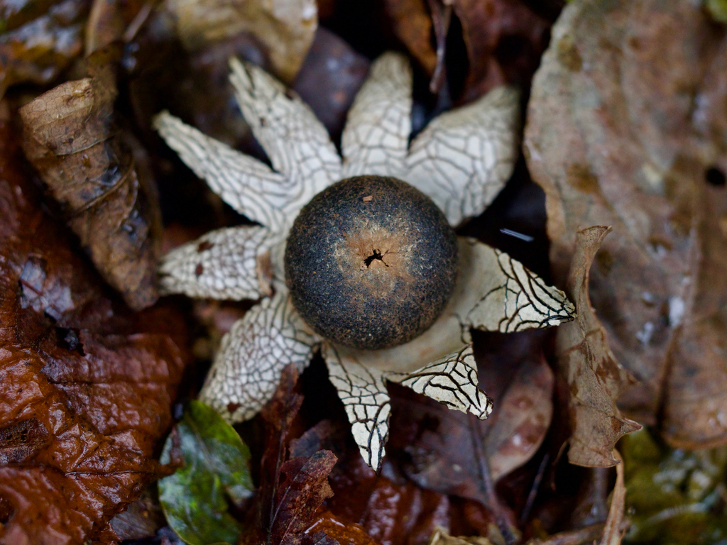 Astraeus hygrometricus · November 2025 · photo: © re_nebel (iNaturalist, cc-by)