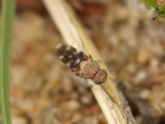 Actocetor indicus