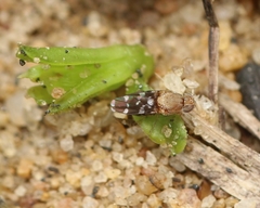 Actocetor indicus
