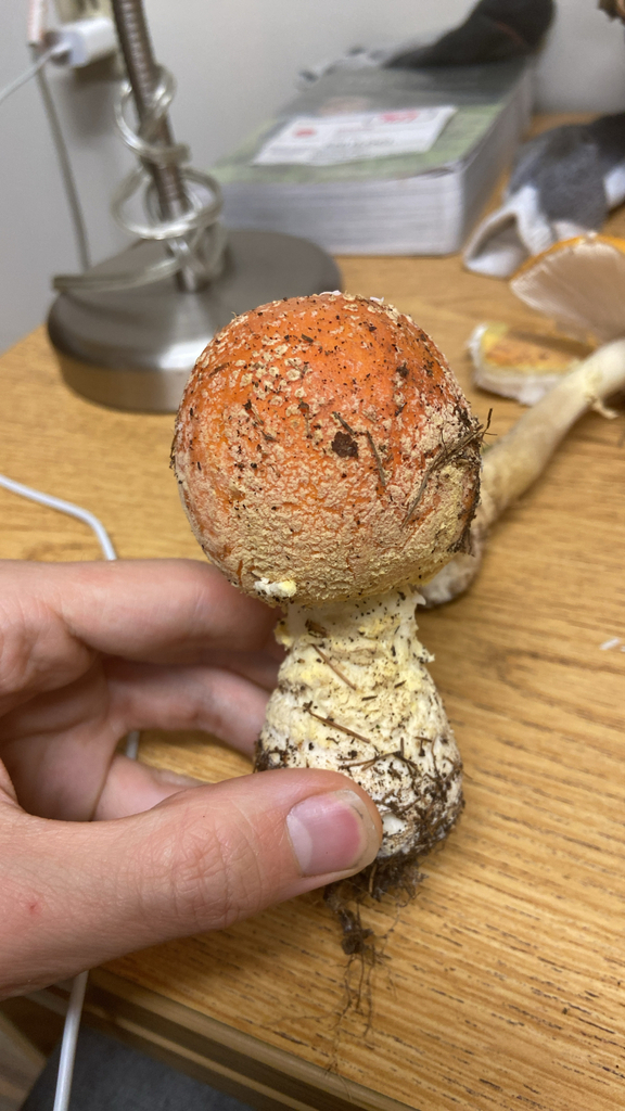 Amanita muscaria guessowii · November 2025 · photo: © puppyy (iNaturalist, cc0)