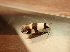 Zonopetala decisana