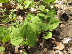 Asarum canadense reflexum