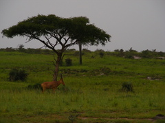 Alcelaphus buselaphus lelwel