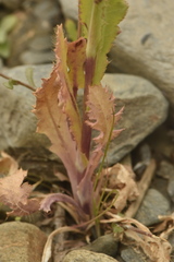 Papaver somniferum setigerum