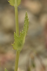 Papaver somniferum setigerum