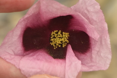 Papaver somniferum setigerum