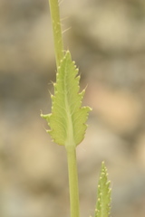 Papaver somniferum setigerum