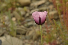 Papaver somniferum setigerum