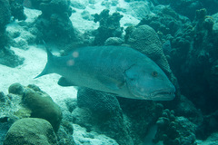 Lutjanus cyanopterus