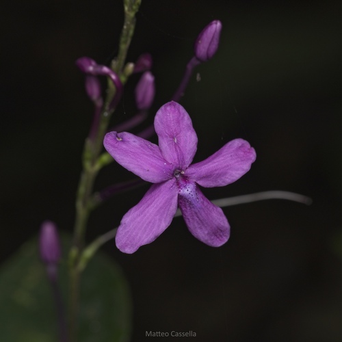 Pseuderanthemum alatum, photograph 6