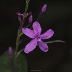 Pseuderanthemum alatum, photograph (c) Matteo Cassella, some rights reserved (CC BY-SA)