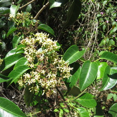 Parsonsia latifolia