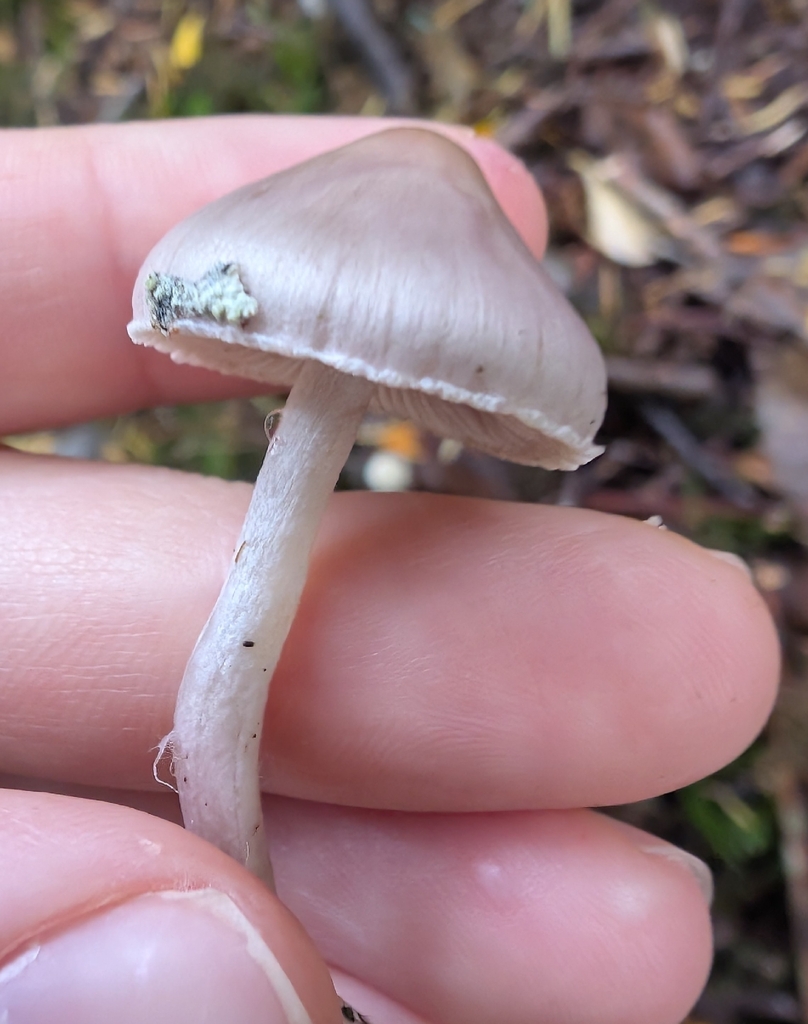Inocybe pallidicremea