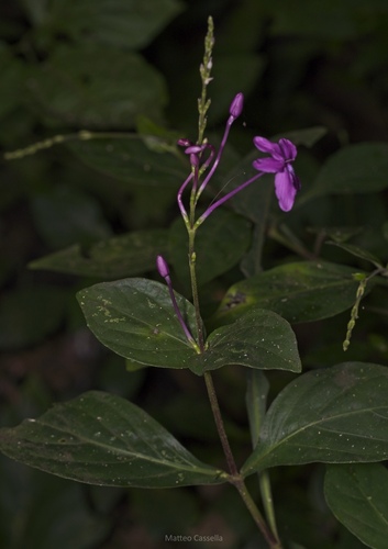 Pseuderanthemum alatum, photograph 5