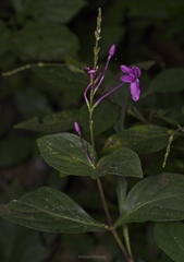 (c) Matteo Cassella, some rights reserved (CC BY-SA) Pseuderanthemum alatum, photograph (c) Matteo Cassella, some rights reserved (CC BY-SA)