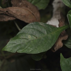 (c) Matteo Cassella, some rights reserved (CC BY-SA) Pseuderanthemum alatum, photograph (c) Matteo Cassella, some rights reserved (CC BY-SA)