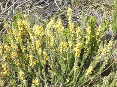 Aspalathus laricifolia