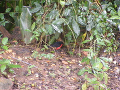 Laniarius erythrogaster