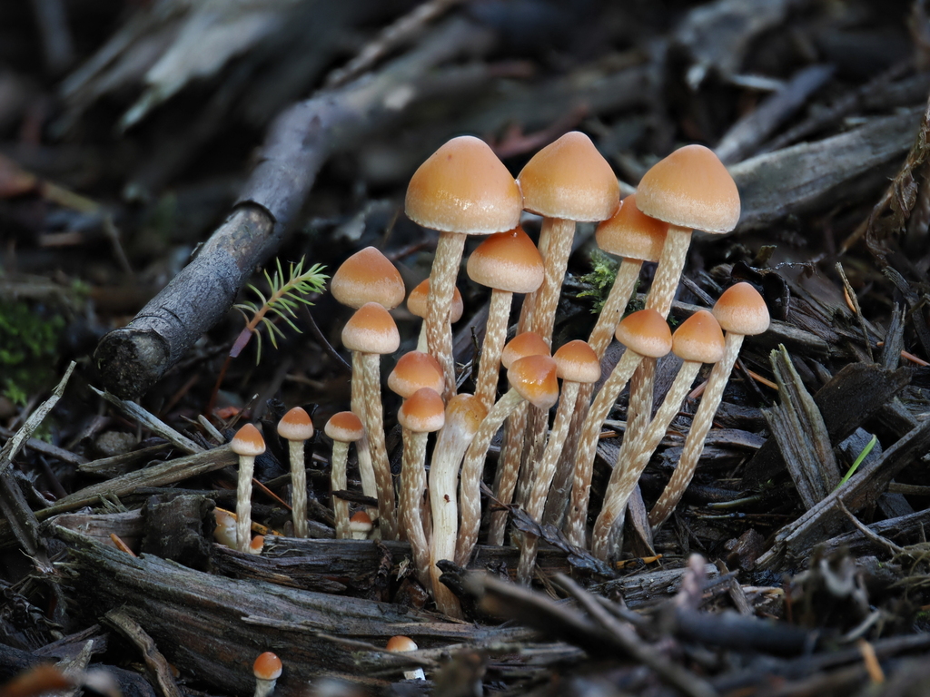 Hypholoma marginatum · November 2025 · photo: © alan_rockefeller (iNaturalist, cc-by-sa)