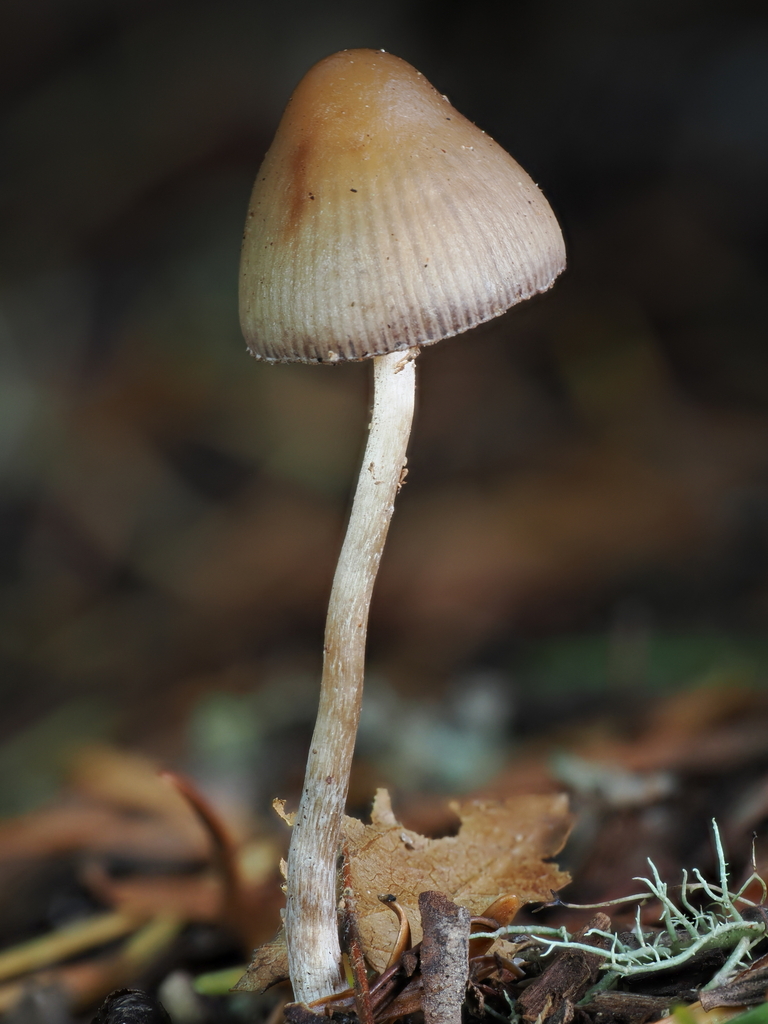 Psilocybe pelliculosa