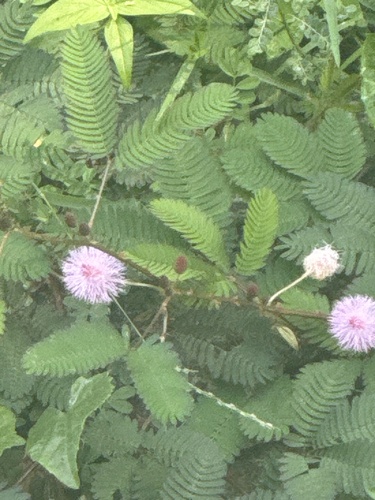 Sensitive Plant