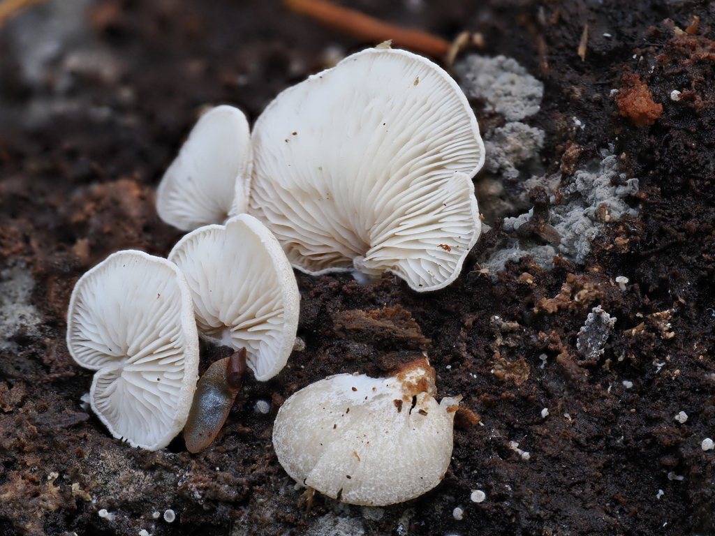 Hohenbuehelia grisea