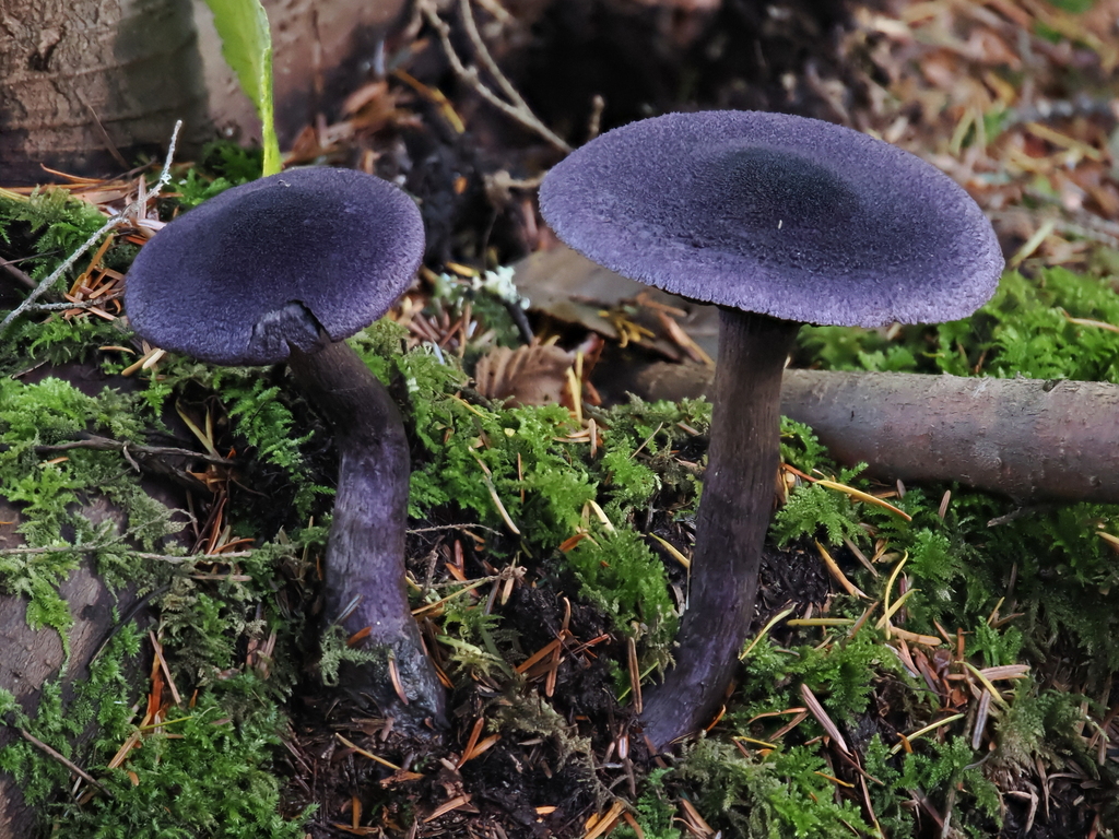 Cortinarius violaceus · November 2025 · photo: © alan_rockefeller (iNaturalist, cc-by-sa)
