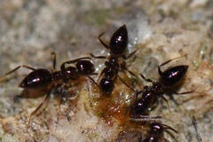 Nylanderia bourbonica
