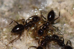 Nylanderia bourbonica