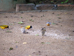 Melaenornis semipartitus