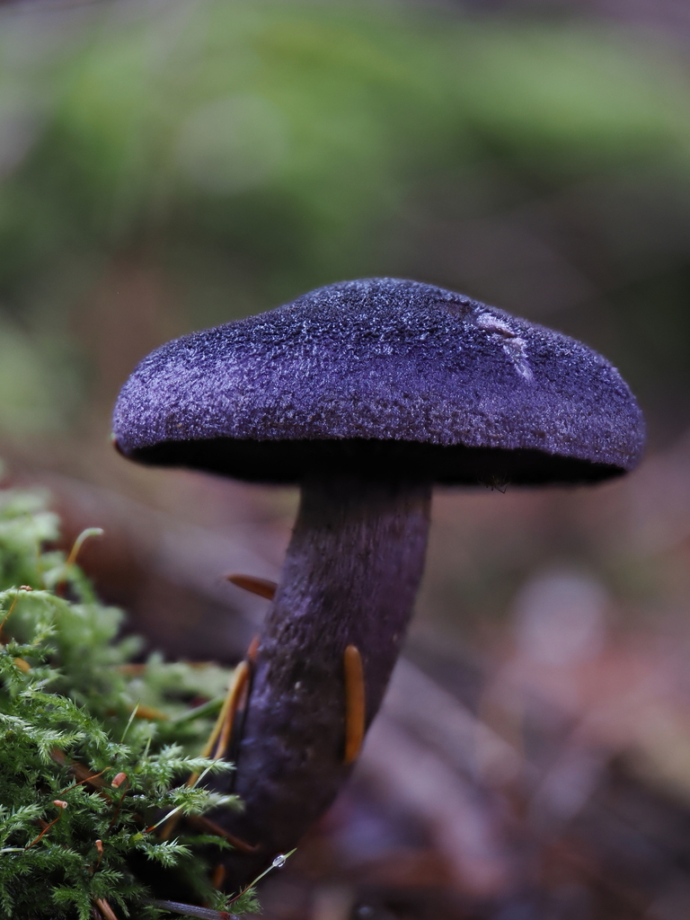 Cortinarius violaceus · November 2025 · photo: © alan_rockefeller (iNaturalist, cc-by-sa)