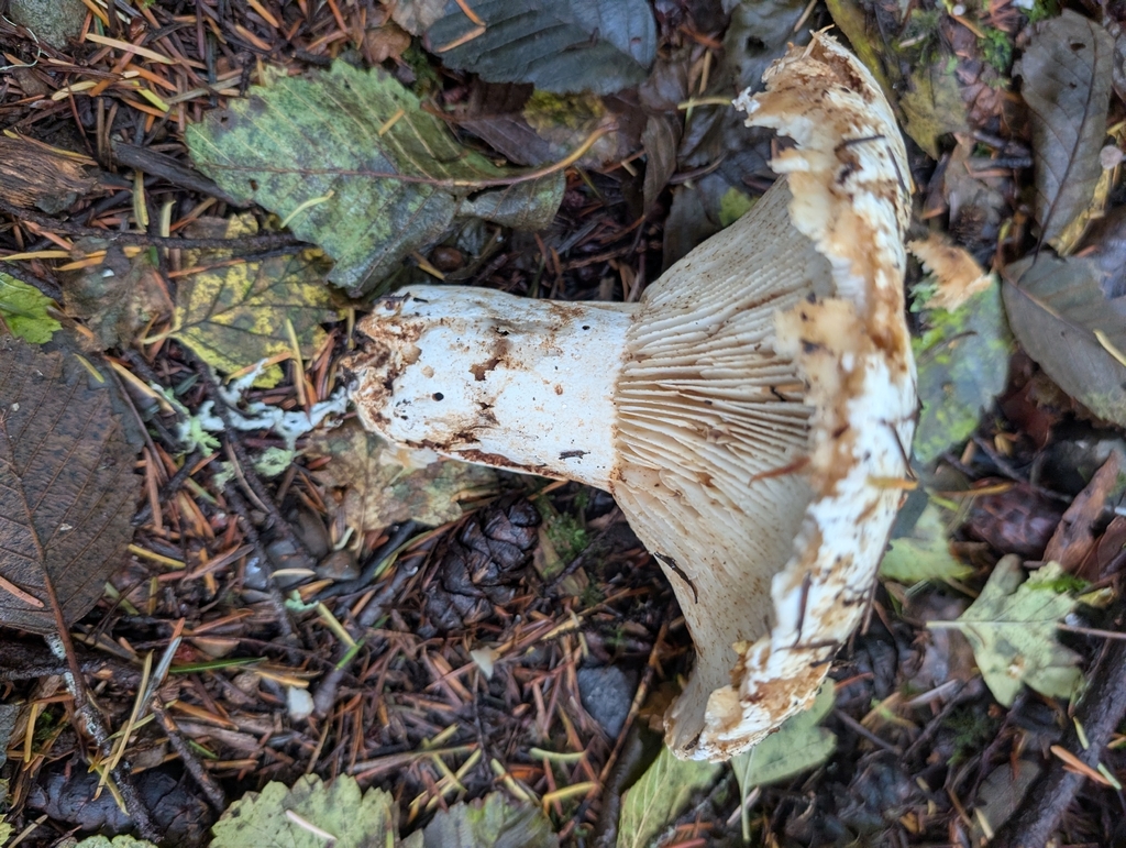 Russula brevipes · November 2025 · photo: © simonele (iNaturalist, cc-by)