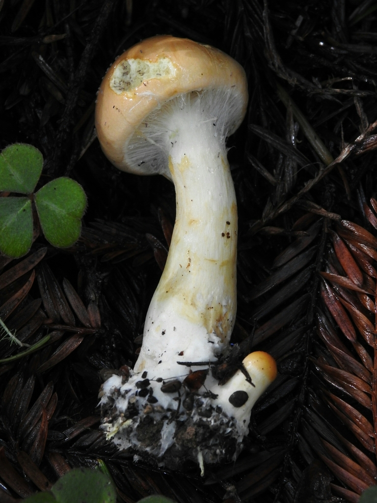Phlegmacium citrinifolium