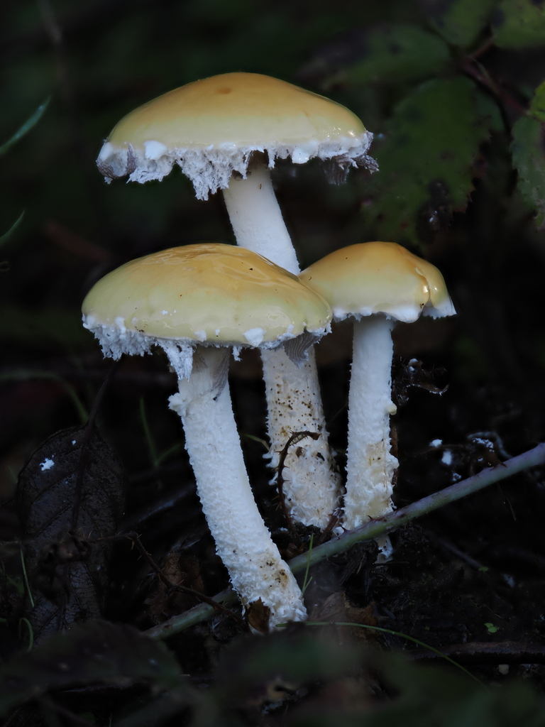 Stropharia ambigua · November 2025 · photo: © alan_rockefeller (iNaturalist, cc-by-sa)