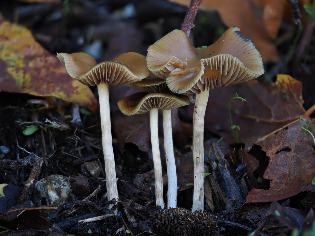 Psilocybe cyanescens · November 2025 · photo: © alan_rockefeller (iNaturalist, cc-by-sa)