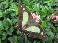 Polyura bharata