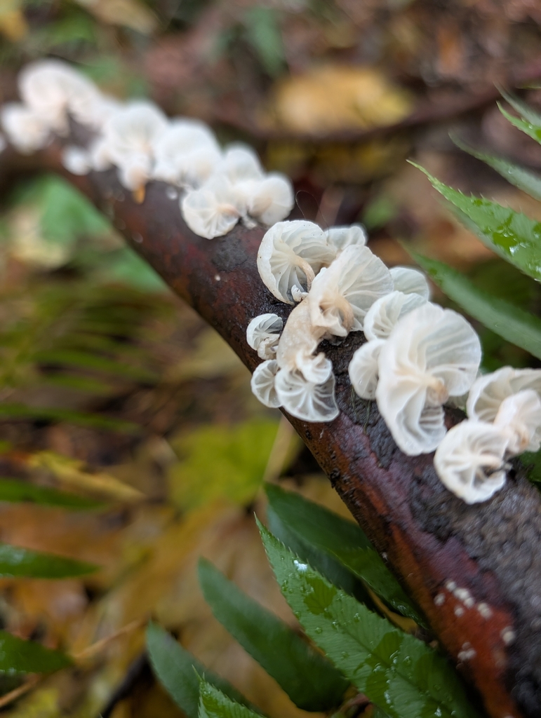 Marasmiellus candidus · November 2025 · photo: © simonele (iNaturalist, cc-by)