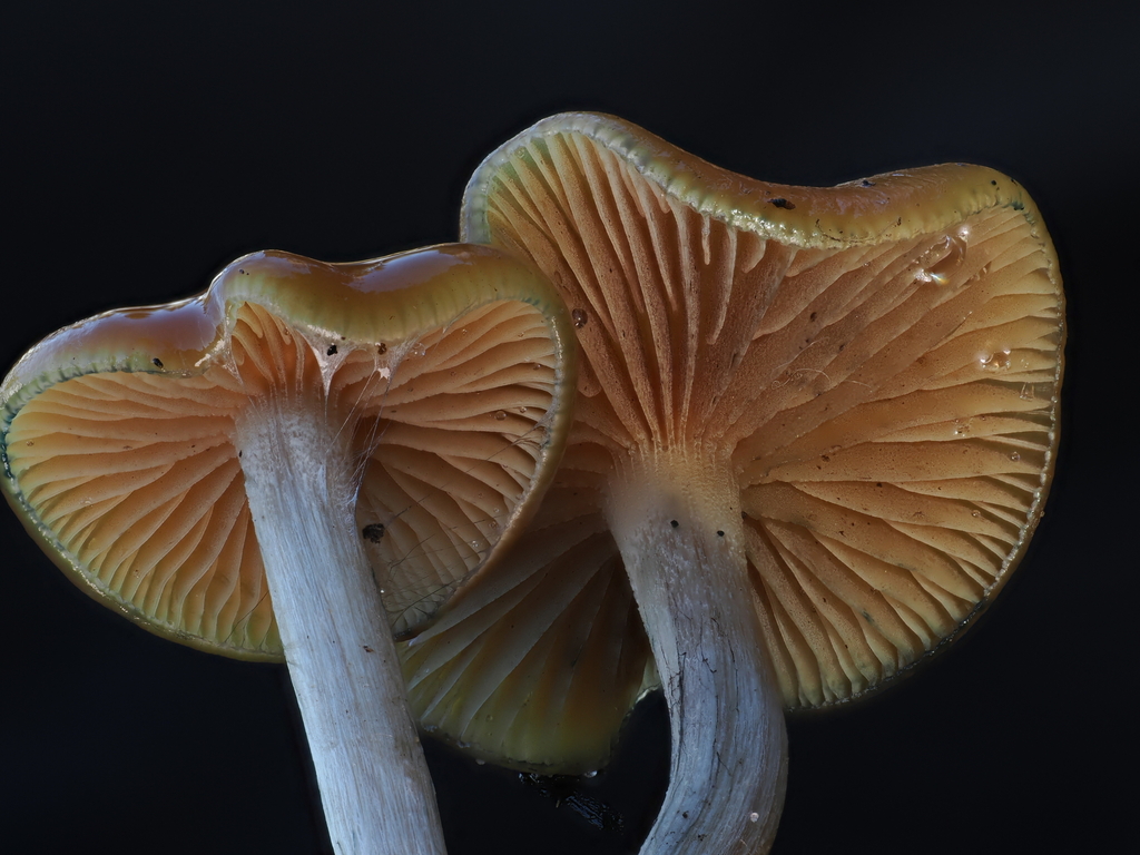 Psilocybe cyanescens · November 2025 · photo: © alan_rockefeller (iNaturalist, cc-by-sa)