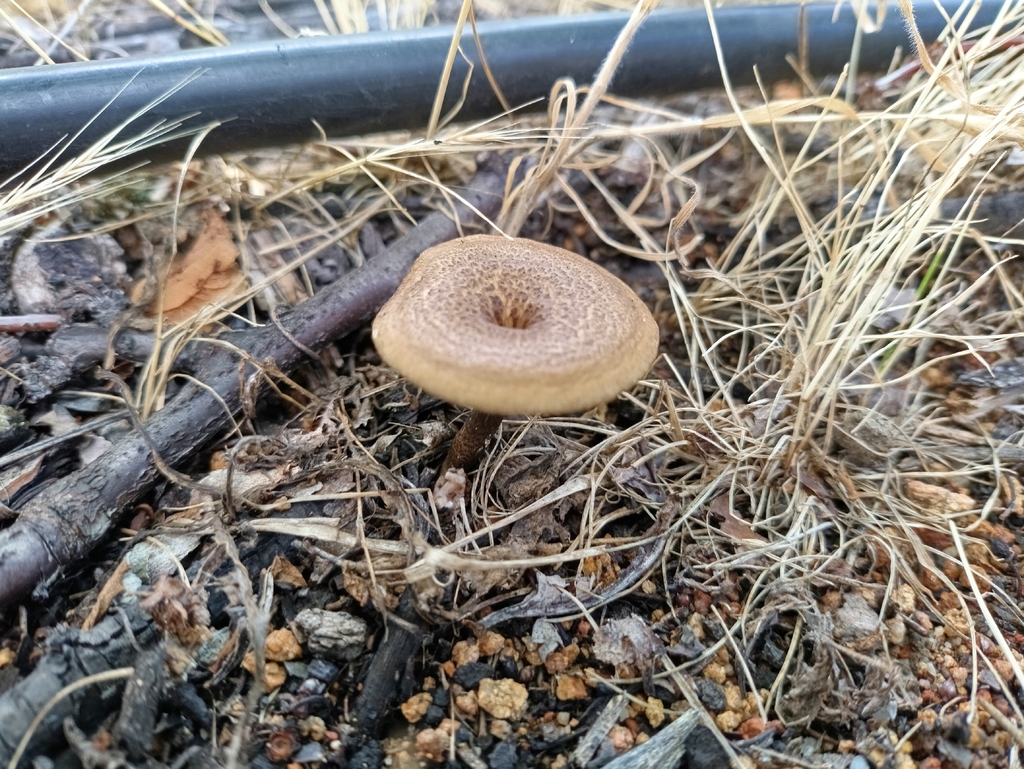 Lentinus arcularius · November 2025 · photo: © niko_ioannidis (iNaturalist, cc-by)