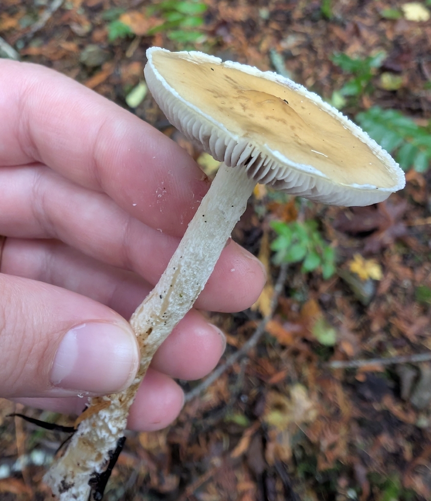 Stropharia ambigua · November 2025 · photo: © simonele (iNaturalist, cc-by)
