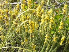 Aspalathus laricifolia