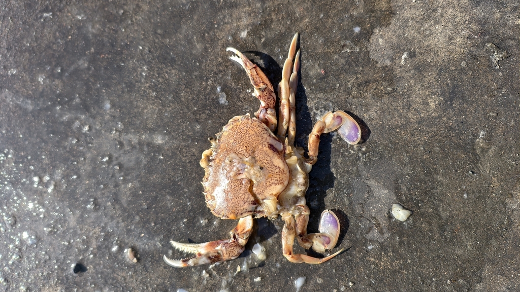 Ovalipes punctatus