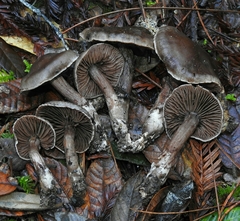 Cortinarius cisqhale