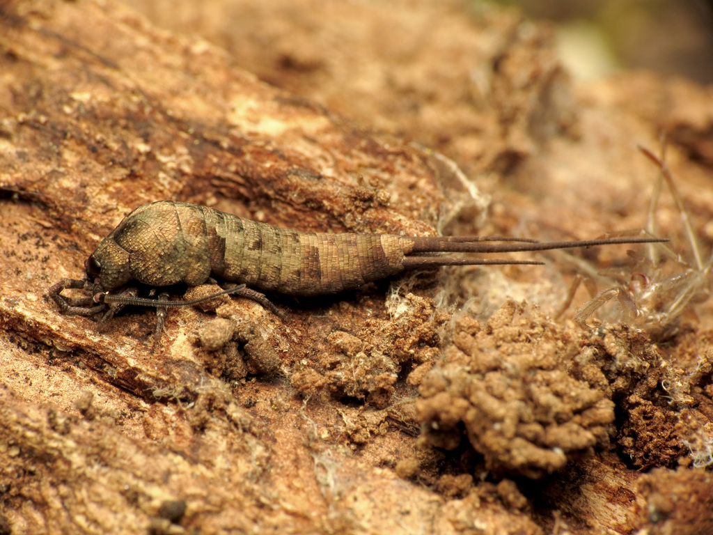 Jumping Bristletail