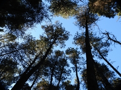 Pinus contorta bolanderi