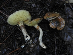 Suillus umbonatus