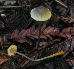 Mycena aurantiomarginata